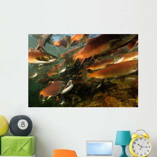 Red Salmon Oncorhynchus Nerka Wall Decal Design 5