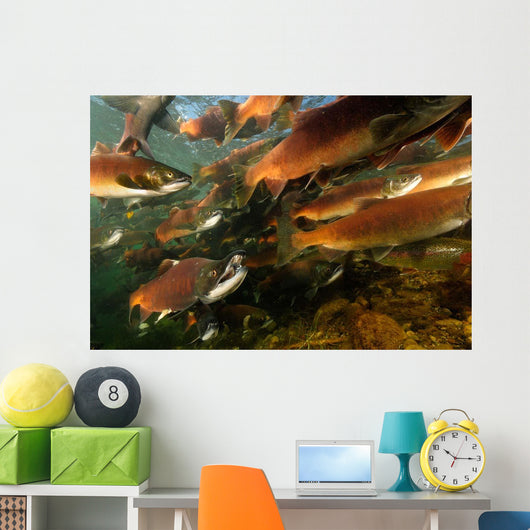 Red Salmon Oncorhynchus Nerka Wall Decal Design 5