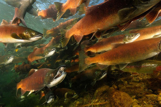 Red Salmon Oncorhynchus Nerka Wall Decal Design 5