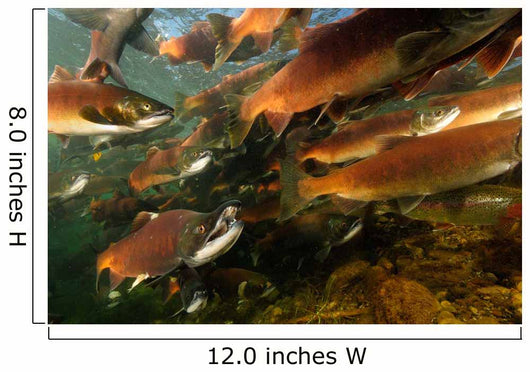 Red Salmon Oncorhynchus Nerka Wall Decal Design 5