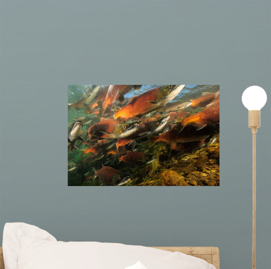 Red Salmon Oncorhynchus Nerka Wall Decal Design 4
