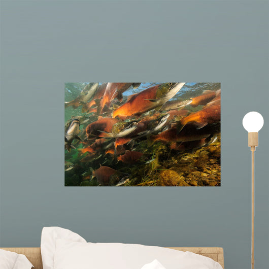 Red Salmon Oncorhynchus Nerka Wall Decal Design 4