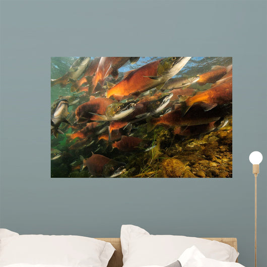 Red Salmon Oncorhynchus Nerka Wall Decal Design 4