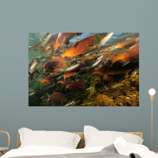 Red Salmon Oncorhynchus Nerka Wall Decal Design 4