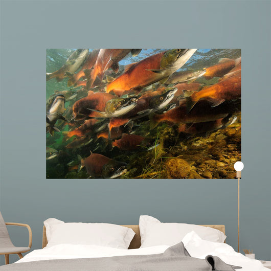 Red Salmon Oncorhynchus Nerka Wall Decal Design 4