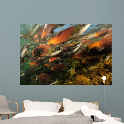 Red Salmon Oncorhynchus Nerka Wall Decal Design 4