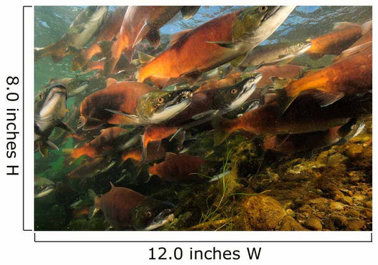 Red Salmon Oncorhynchus Nerka Wall Decal Design 4
