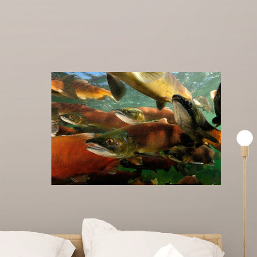 Red Salmon Oncorhynchus Nerka Wall Decal Design 3