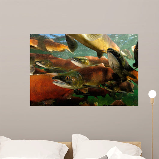 Red Salmon Oncorhynchus Nerka Wall Decal Design 3