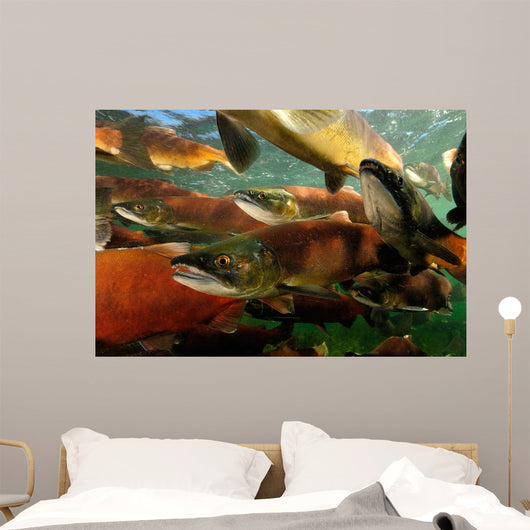 Red Salmon Oncorhynchus Nerka Wall Decal Design 3