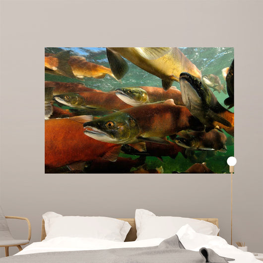Red Salmon Oncorhynchus Nerka Wall Decal Design 3