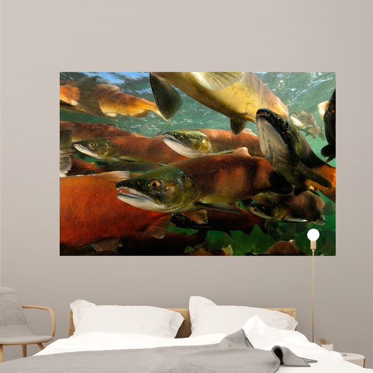 Red Salmon Oncorhynchus Nerka Wall Decal Design 3