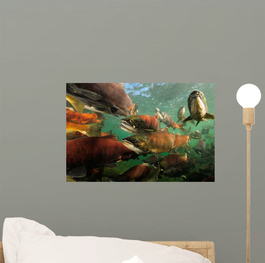 Red Salmon Oncorhynchus Nerka Wall Decal Design 2