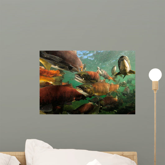 Red Salmon Oncorhynchus Nerka Wall Decal Design 2