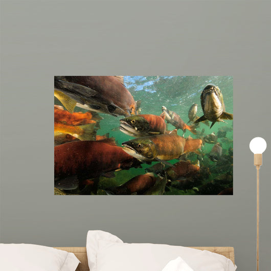 Red Salmon Oncorhynchus Nerka Wall Decal Design 2