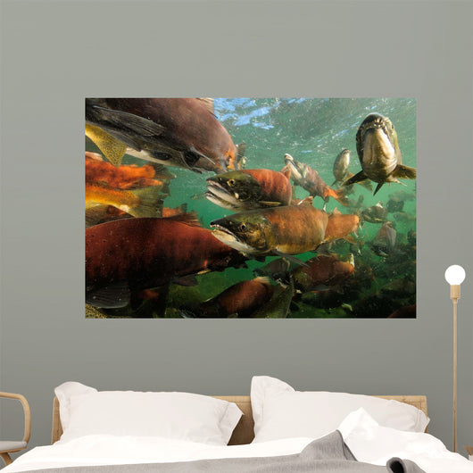 Red Salmon Oncorhynchus Nerka Wall Decal Design 2