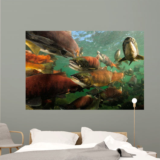 Red Salmon Oncorhynchus Nerka Wall Decal Design 2