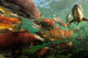 Red Salmon Oncorhynchus Nerka Wall Decal Design 2