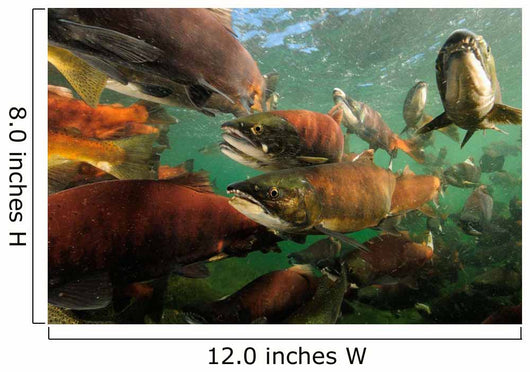 Red Salmon Oncorhynchus Nerka Wall Decal Design 2