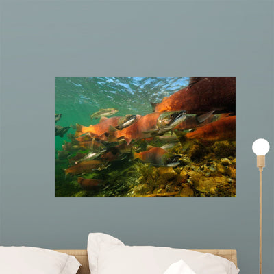 Red Salmon Oncorhynchus Nerka Wall Decal Design 1 shown on a wall