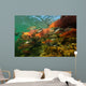 Red Salmon Oncorhynchus Nerka Wall Decal Design 1