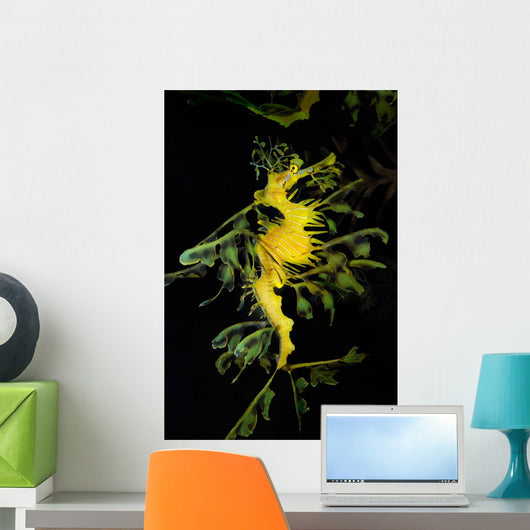 Leafy Seadragon Phycodurus Eques Wall Decal Design 4