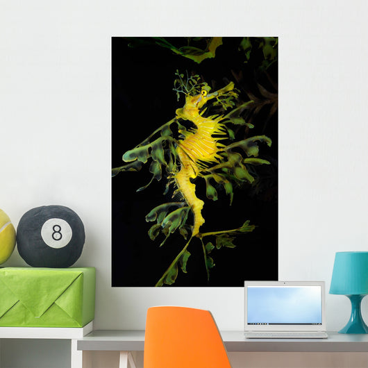 Leafy Seadragon Phycodurus Eques Wall Decal Design 4
