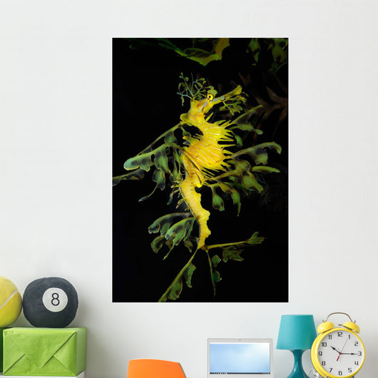 Leafy Seadragon Phycodurus Eques Wall Decal Design 4