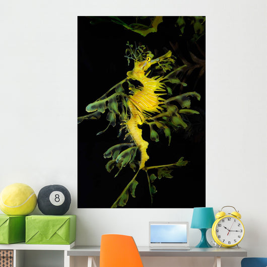 Leafy Seadragon Phycodurus Eques Wall Decal Design 4