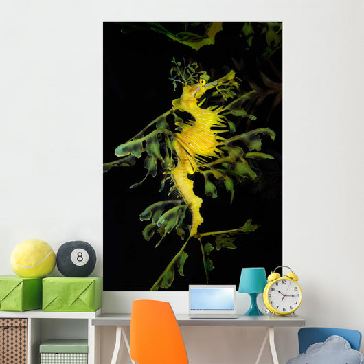 Leafy Seadragon Phycodurus Eques Wall Decal Design 4