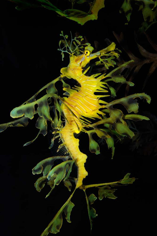 Leafy Seadragon Phycodurus Eques Wall Decal Design 4