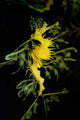 Leafy Seadragon Phycodurus Eques Wall Decal Design 4