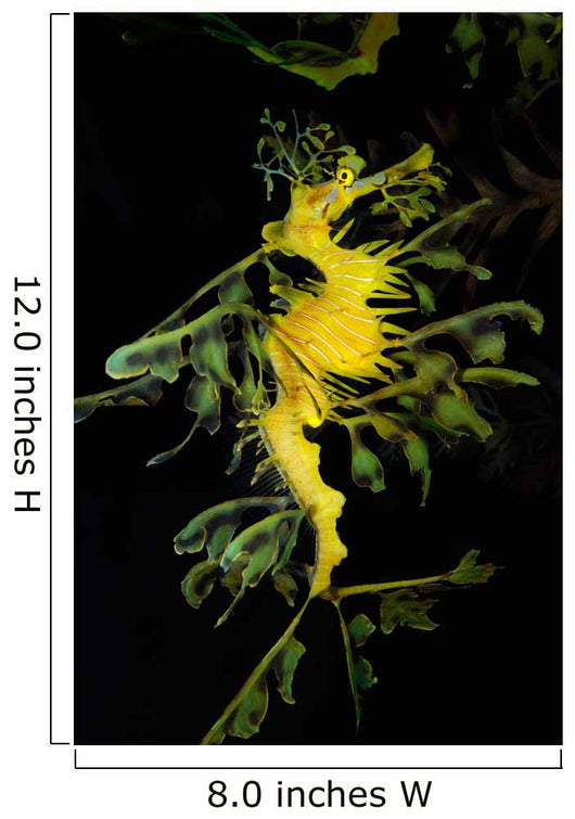 Leafy Seadragon Phycodurus Eques Wall Decal Design 4