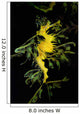 Leafy Seadragon Phycodurus Eques Wall Decal Design 4