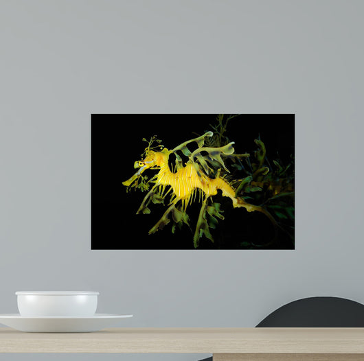 Leafy Seadragon Phycodurus Eques Wall Decal Design 3