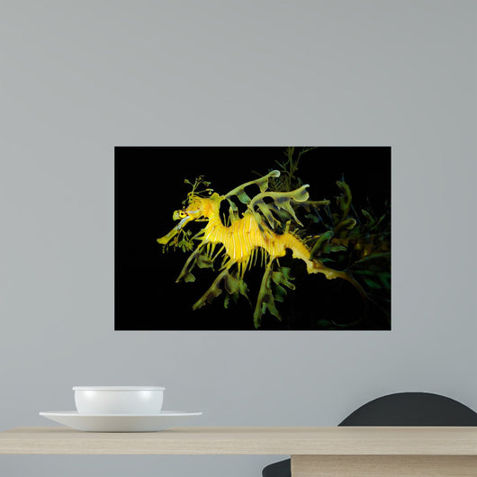 Leafy Seadragon Phycodurus Eques Wall Decal Design 3