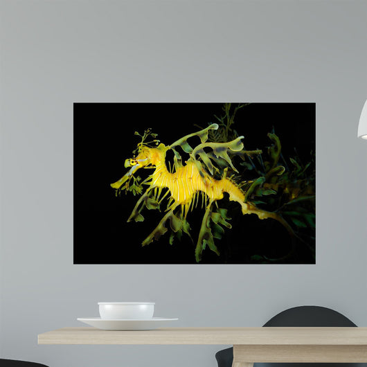 Leafy Seadragon Phycodurus Eques Wall Decal Design 3