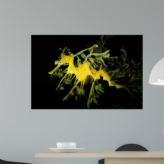 Leafy Seadragon Phycodurus Eques Wall Decal Design 3