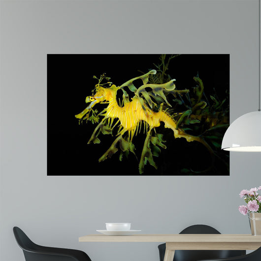 Leafy Seadragon Phycodurus Eques Wall Decal Design 3