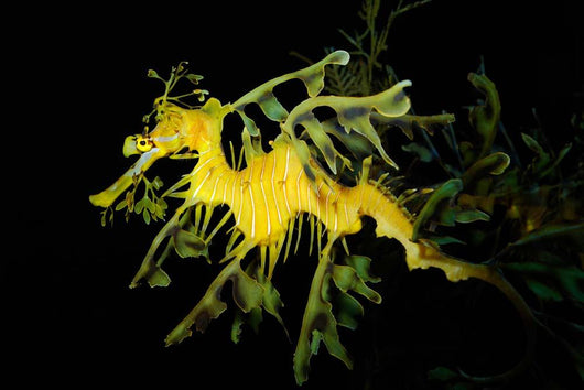 Leafy Seadragon Phycodurus Eques Wall Decal Design 3