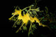 Leafy Seadragon Phycodurus Eques Wall Decal Design 3