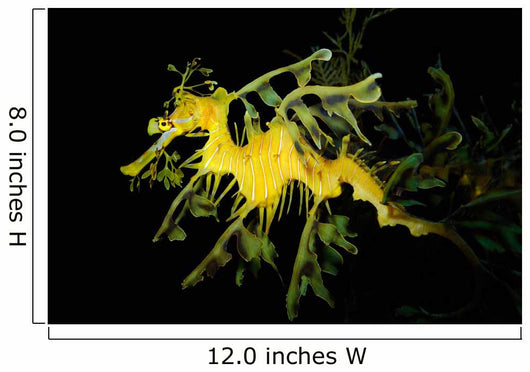 Leafy Seadragon Phycodurus Eques Wall Decal Design 3