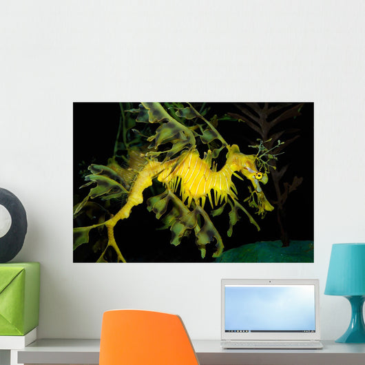 Leafy Seadragon Phycodurus Eques Wall Decal Design 2