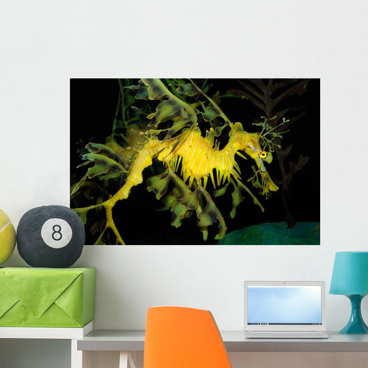 Leafy Seadragon Phycodurus Eques Wall Decal Design 2