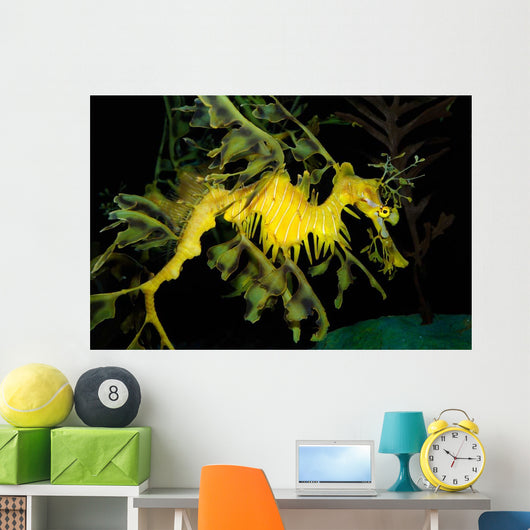 Leafy Seadragon Phycodurus Eques Wall Decal Design 2