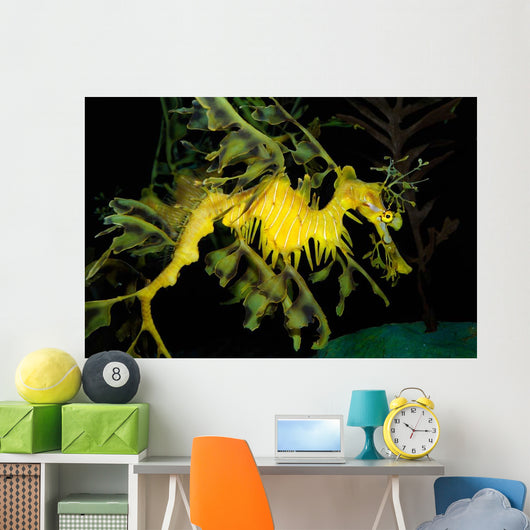Leafy Seadragon Phycodurus Eques Wall Decal Design 2