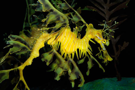 Leafy Seadragon Phycodurus Eques Wall Decal Design 2