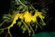 Leafy Seadragon Phycodurus Eques Wall Decal Design 2