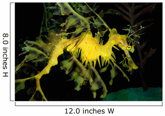 Leafy Seadragon Phycodurus Eques Wall Decal Design 2