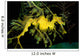 Leafy Seadragon Phycodurus Eques Wall Decal Design 2